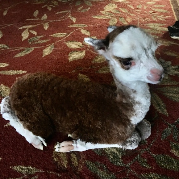 Meet your Posher, Audrey - Picture 7 of 14